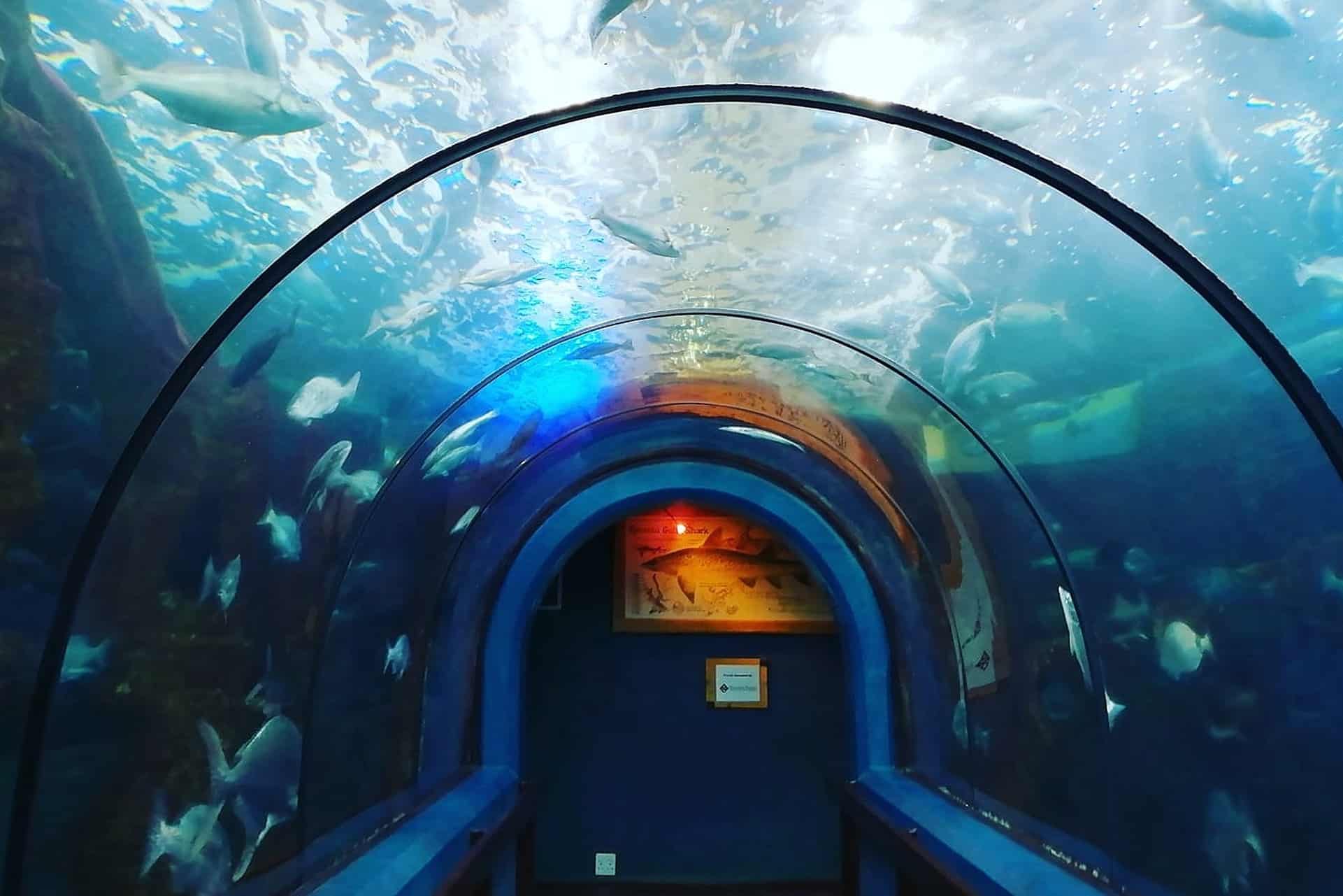 Callies Game Lodge Wilderness Experience